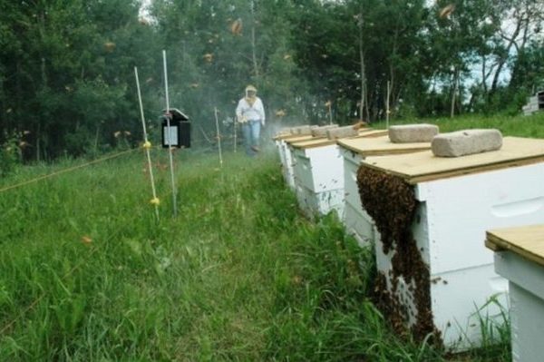 Пасека на приусадебном участке