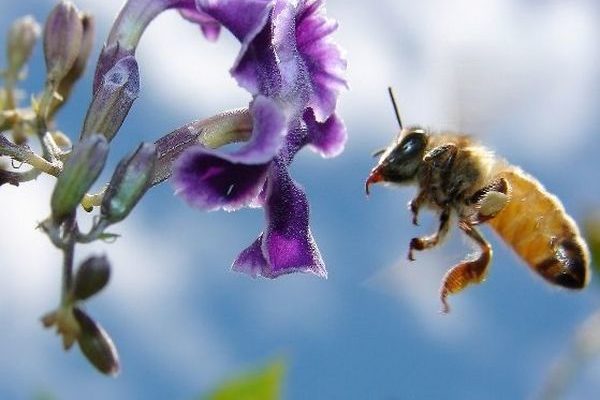 Весенний облёт пчёл