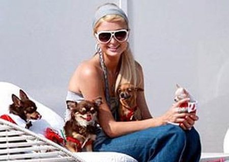 American Airlines предоставляет услугу первым классом питомцам