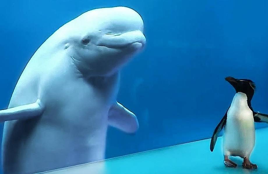 Смешные пингвины встречаются с китами в аквариуме, бродят по улицам Кейптауна