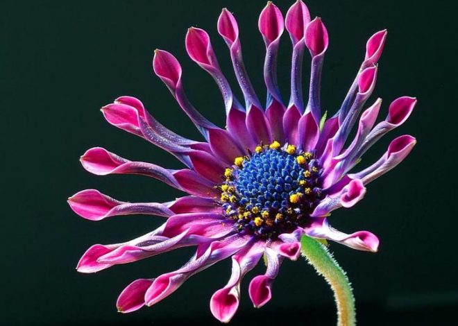 Цветок Африканская маргаритка