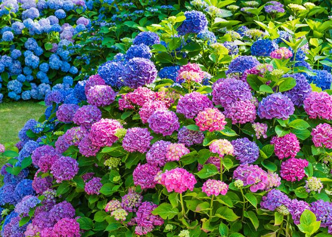 Цветок Гортензия