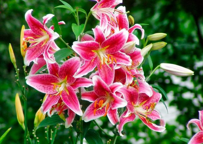 Цветок Лилия (выращивание и уход)