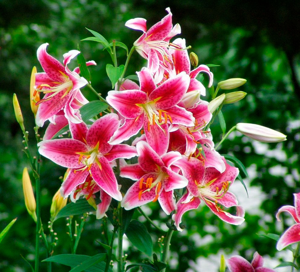 Цветок Лилия (выращивание и уход)