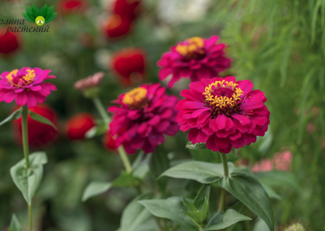 Циния: Яркая Красавица Сада
