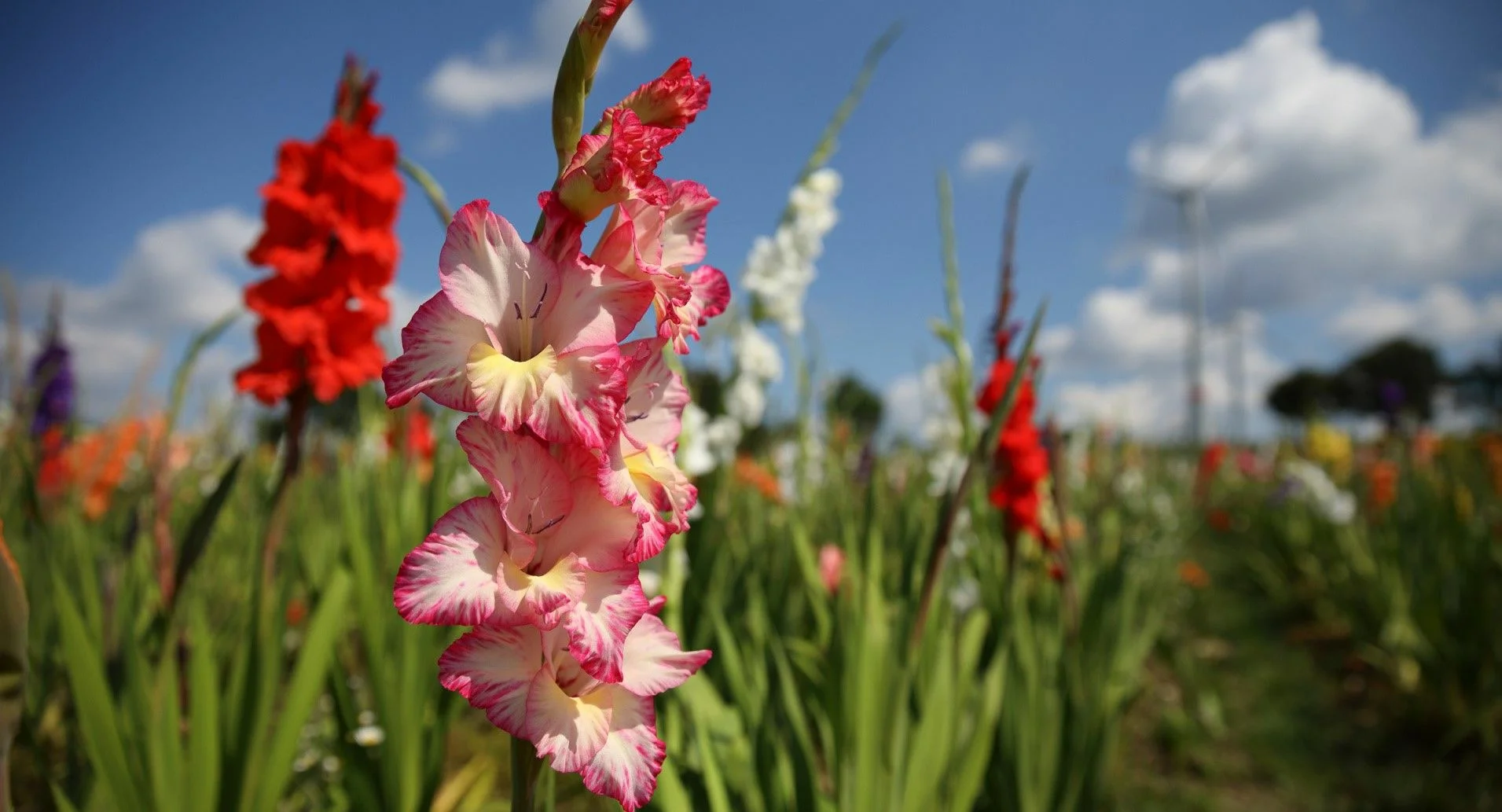 Гладиолусы: Красота и Элегантность в Вашем Саду