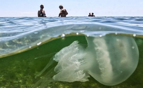 Неожиданное решение найдено для проблемы, связанной с нашествием китайского деликатеса