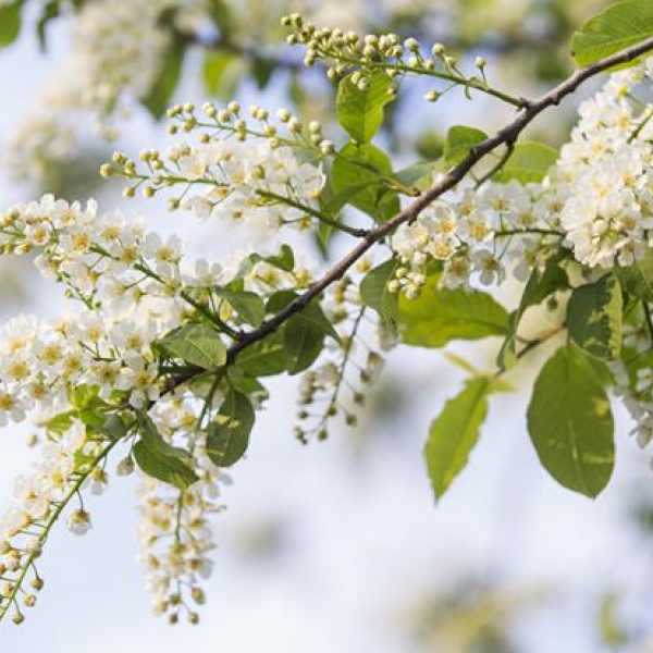 Пермь в плену аномальных снегопадов: «черемуховые холода» принесли рекордное количество снега