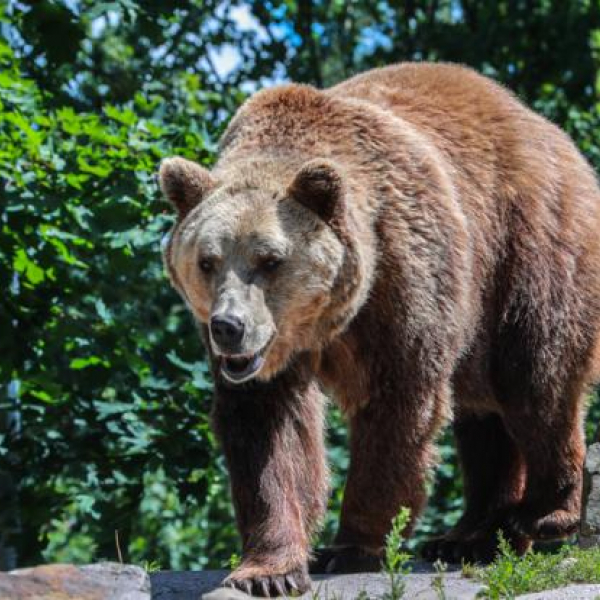 Медведи стали агрессивнее, и люди просят власти не выпускать их из леса