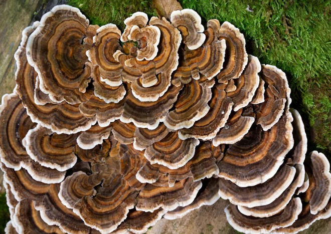 Материал для замены пищевого пластика был получен из гриба трутовика
