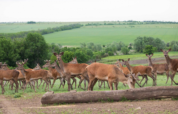 По дороге на юг или просто так: Ростовский туризм переживает подъем