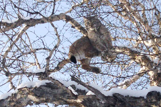 В Подмосковье участились случаи нападения рысей на домашних животных, таких как собаки и кошки
