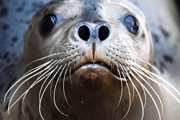 В Териберке провели спасательную операцию для раненого тюленя