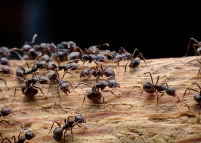 Исследователи выявили способ, которым муравьи захватывают контроль над колонией