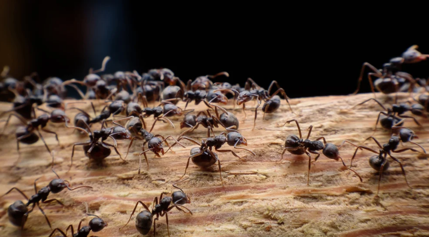Исследователи выявили способ, которым муравьи захватывают контроль над колонией