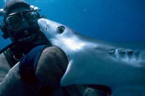 Дайвинг видео Дайвинг видео