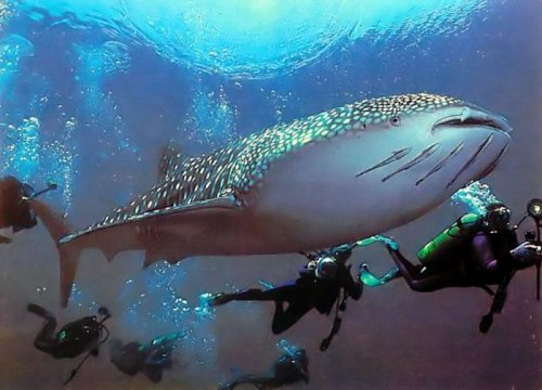 Дайвинг видео Дайвинг видео