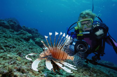 Дайвинг видео Дайвинг видео