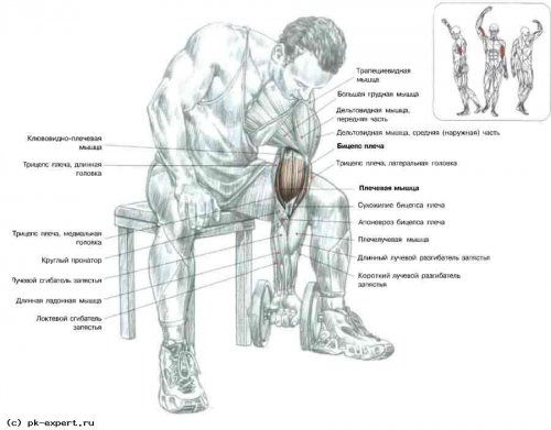 Как накачать бицепс дома.Бицепс упражнения в домашних условиях