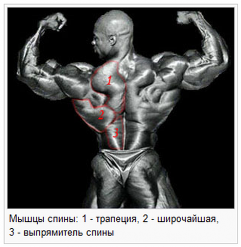 Как накачать мышцы спины