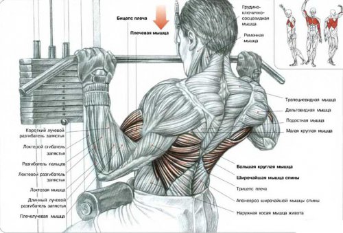 Как накачать мышцы спины