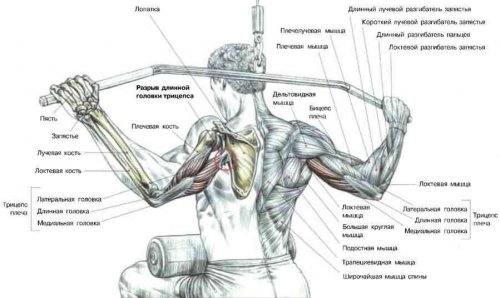 Как накачать мышцы спины