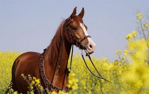 Обучение верховой езде